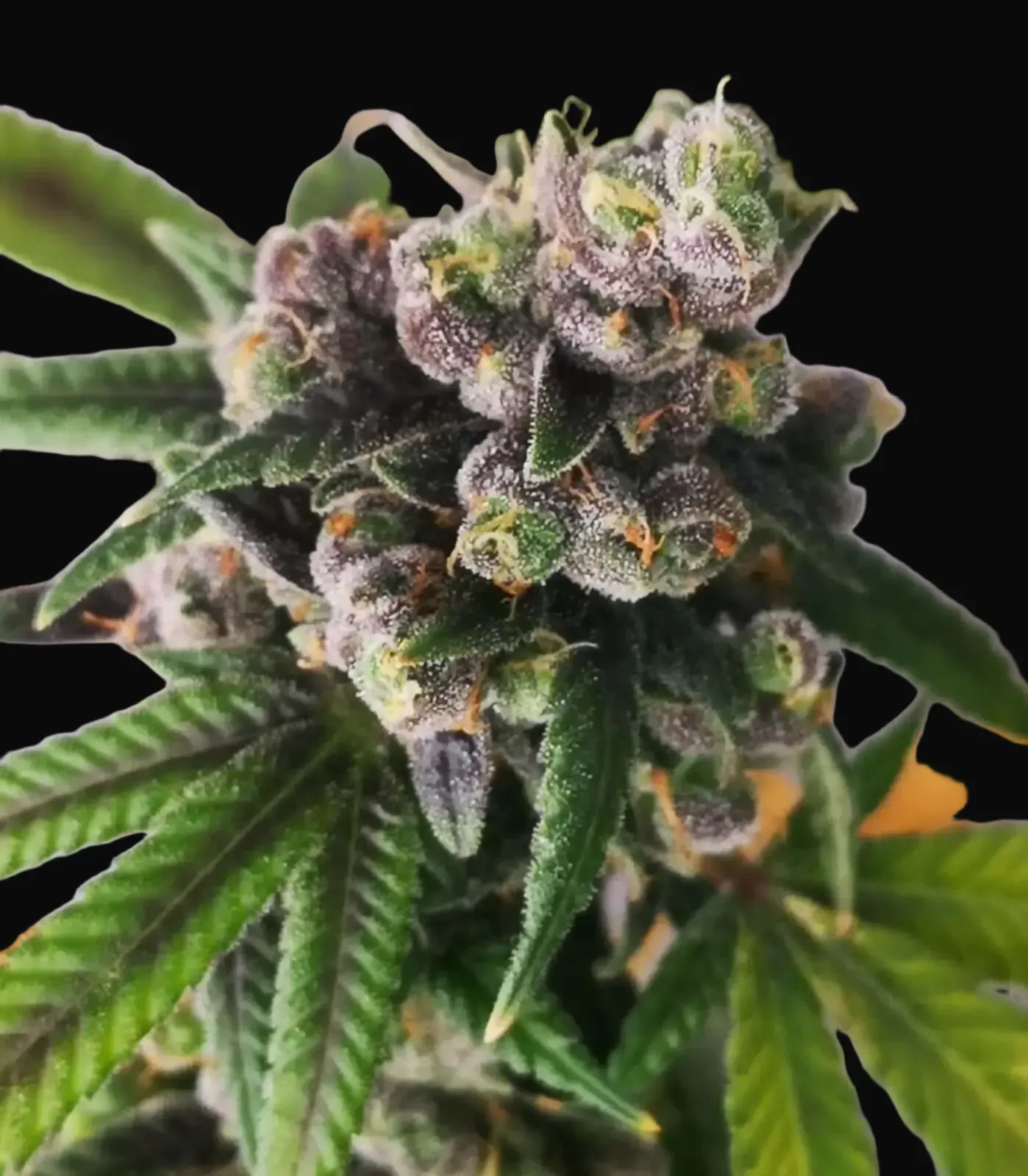 Gorilla Punch Auto