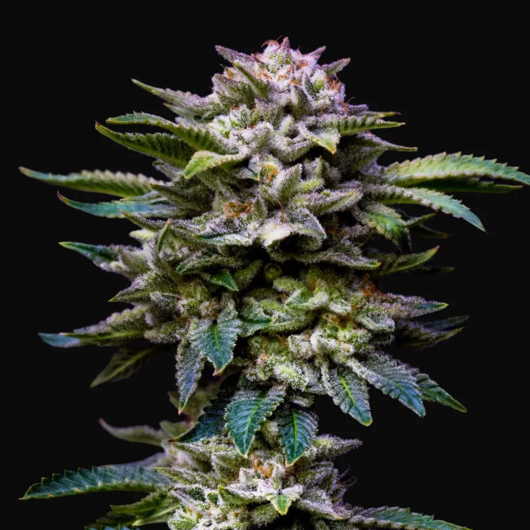 Gorilla Rainbows