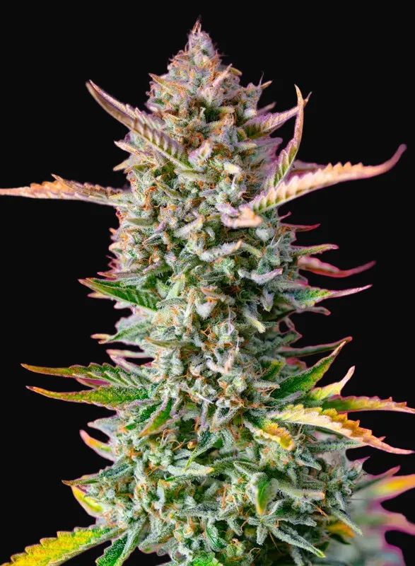Gorilla Sherbet F1 Fast Version