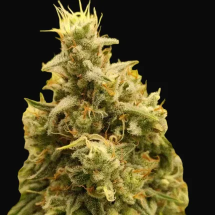 Gorilla Super Glue