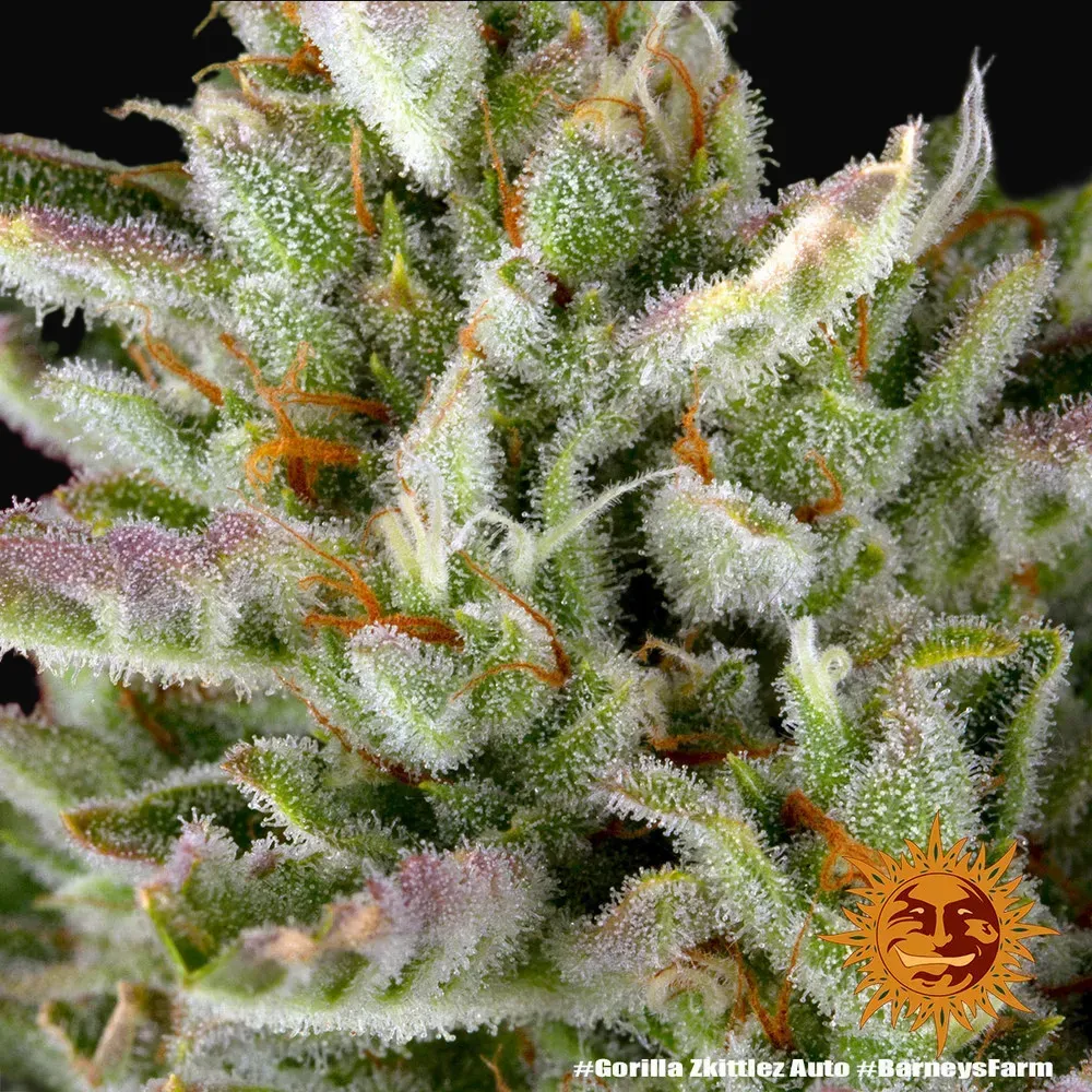 Gorilla Zkittlez Auto