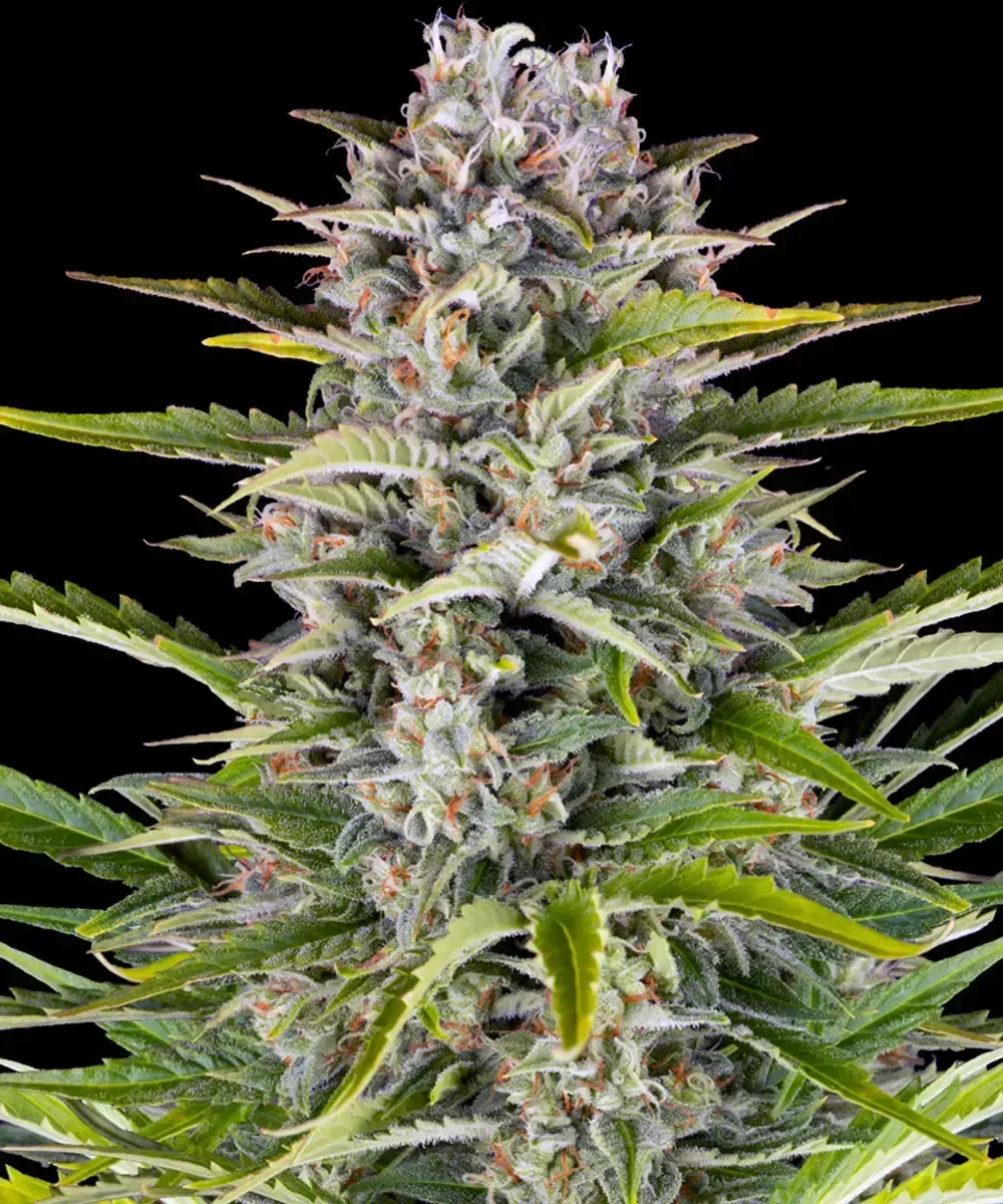 Gorilla Zkittlez Auto