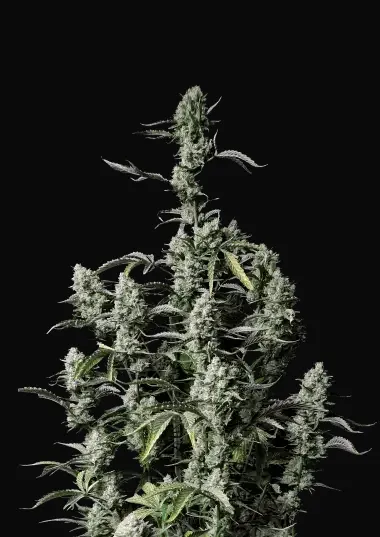 Gorilla Zkittlez Auto