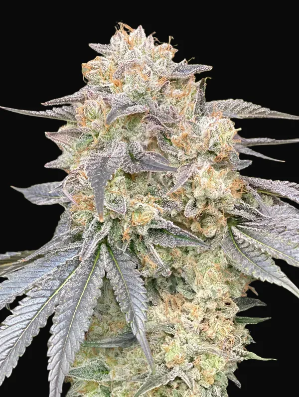 Gorilla Zkittlez Fast