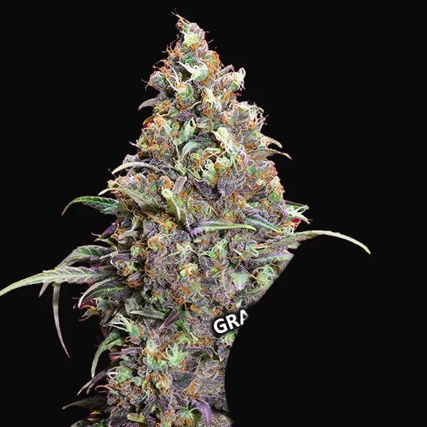Grand Daddy Purple