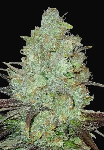Granddaddy Purple Auto