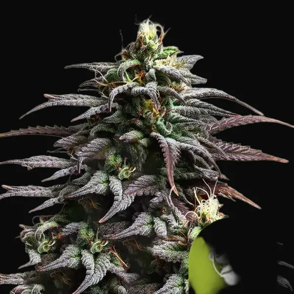 Granddaddy Purple Auto