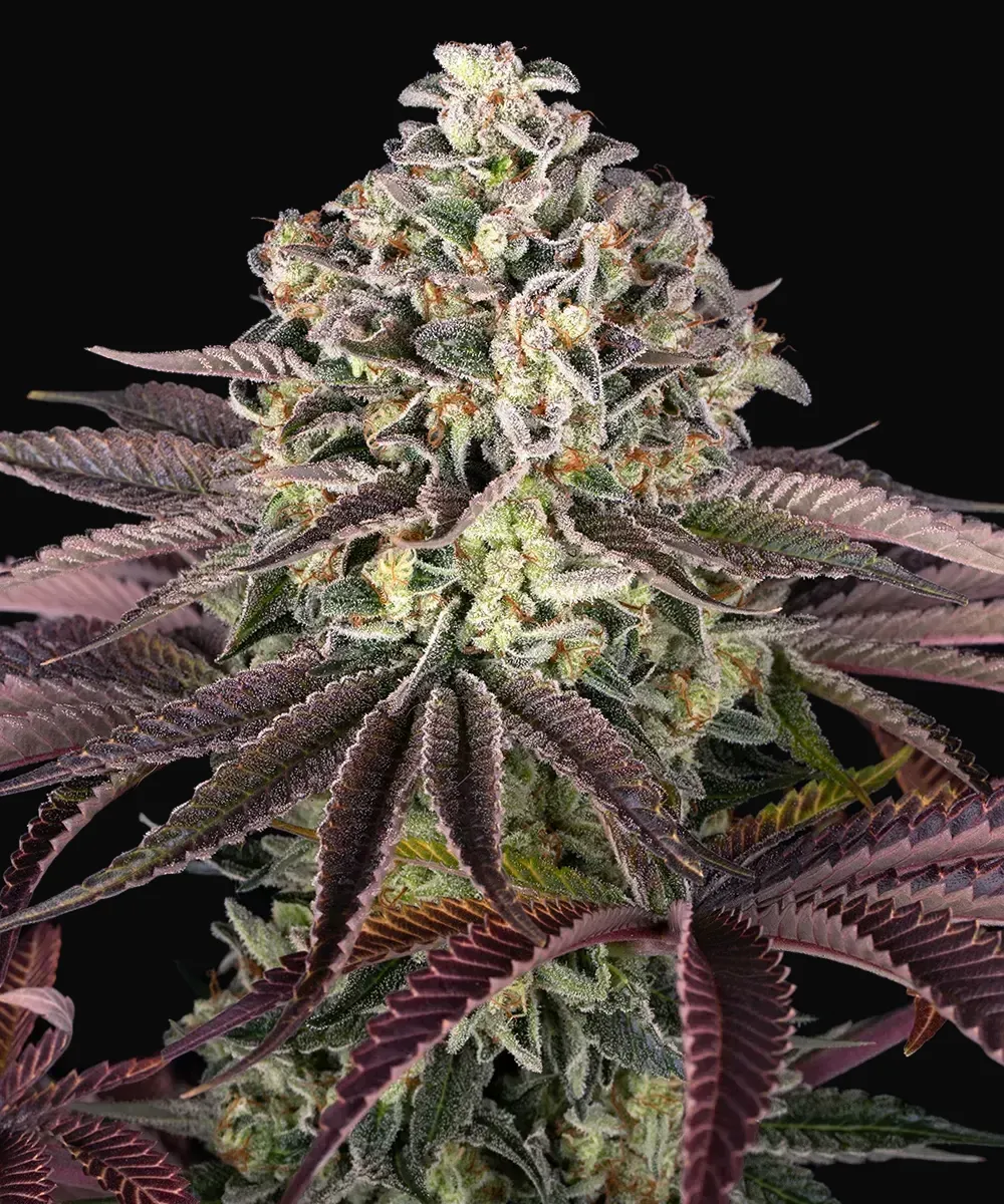 GrandDaddy Purple