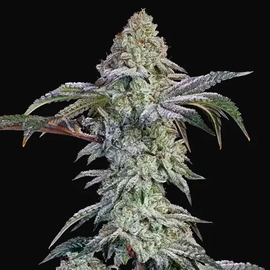 Grandpa's Cookies #6 S1