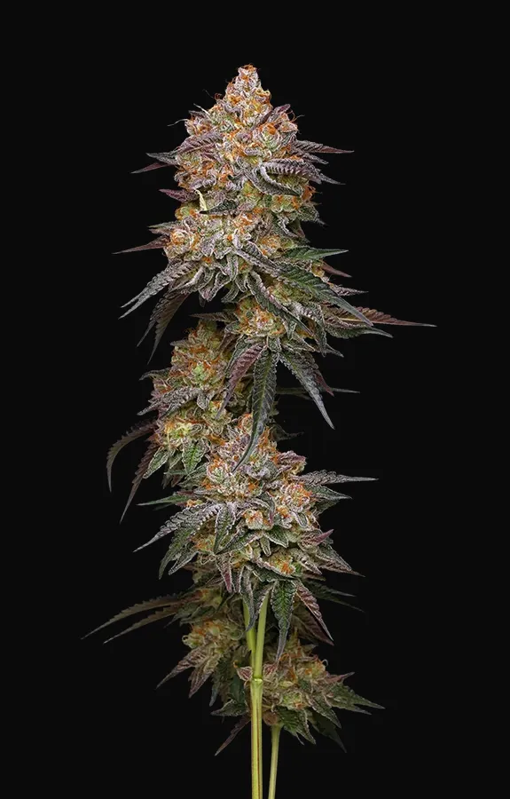 Granny Candy