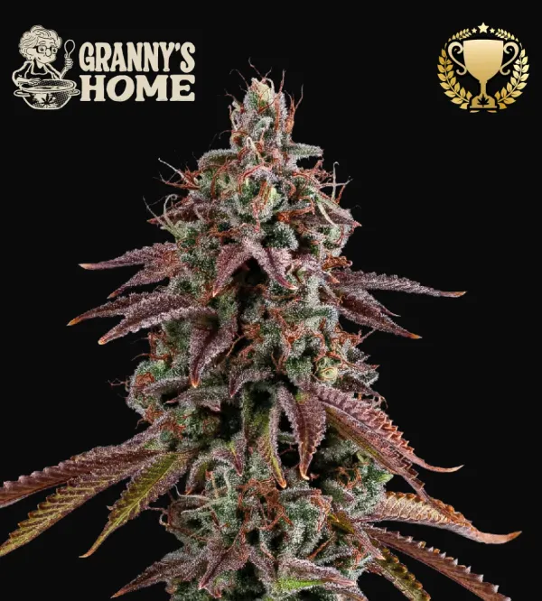 Granny's Home