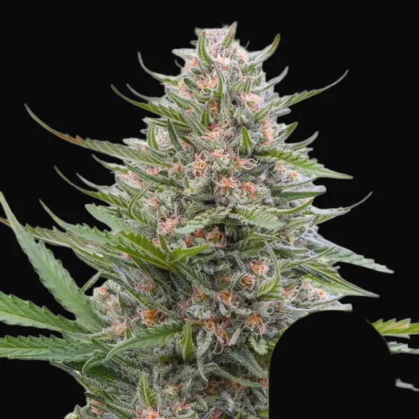 Grape Ape Auto