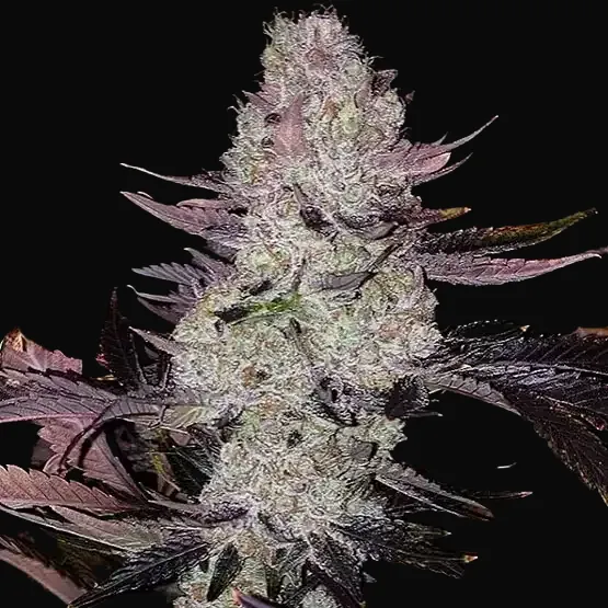 Grape Diamonds R2