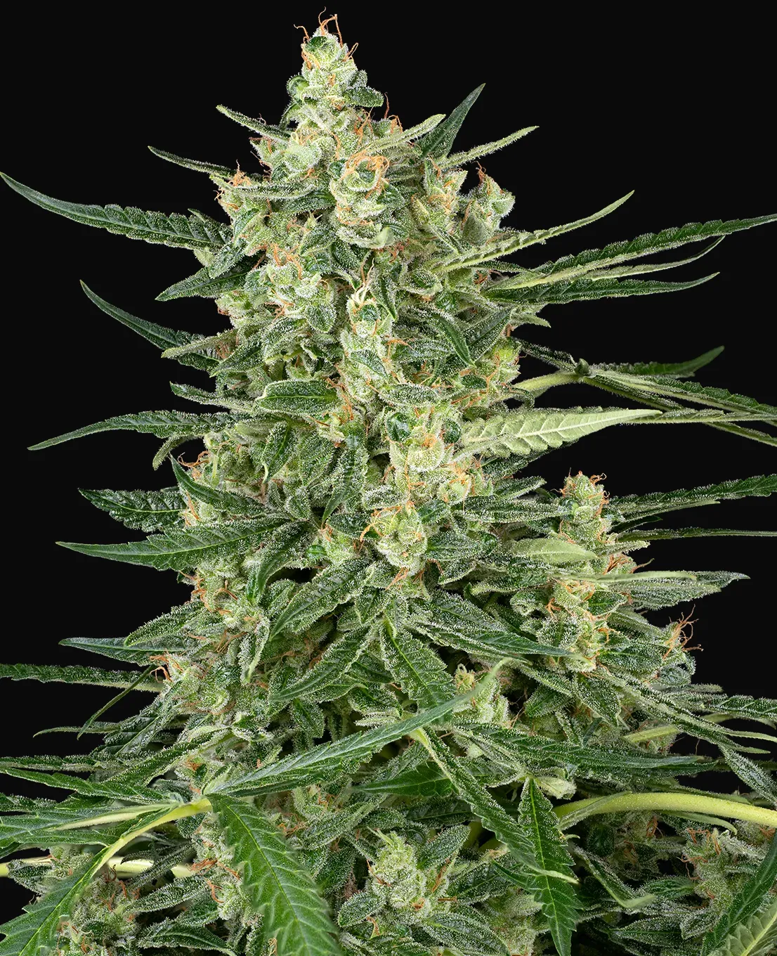 Grape Jam Feminized