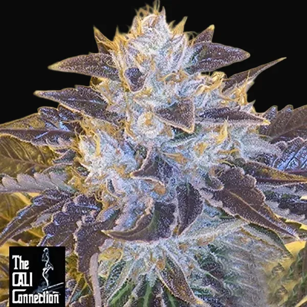 Grape OG
