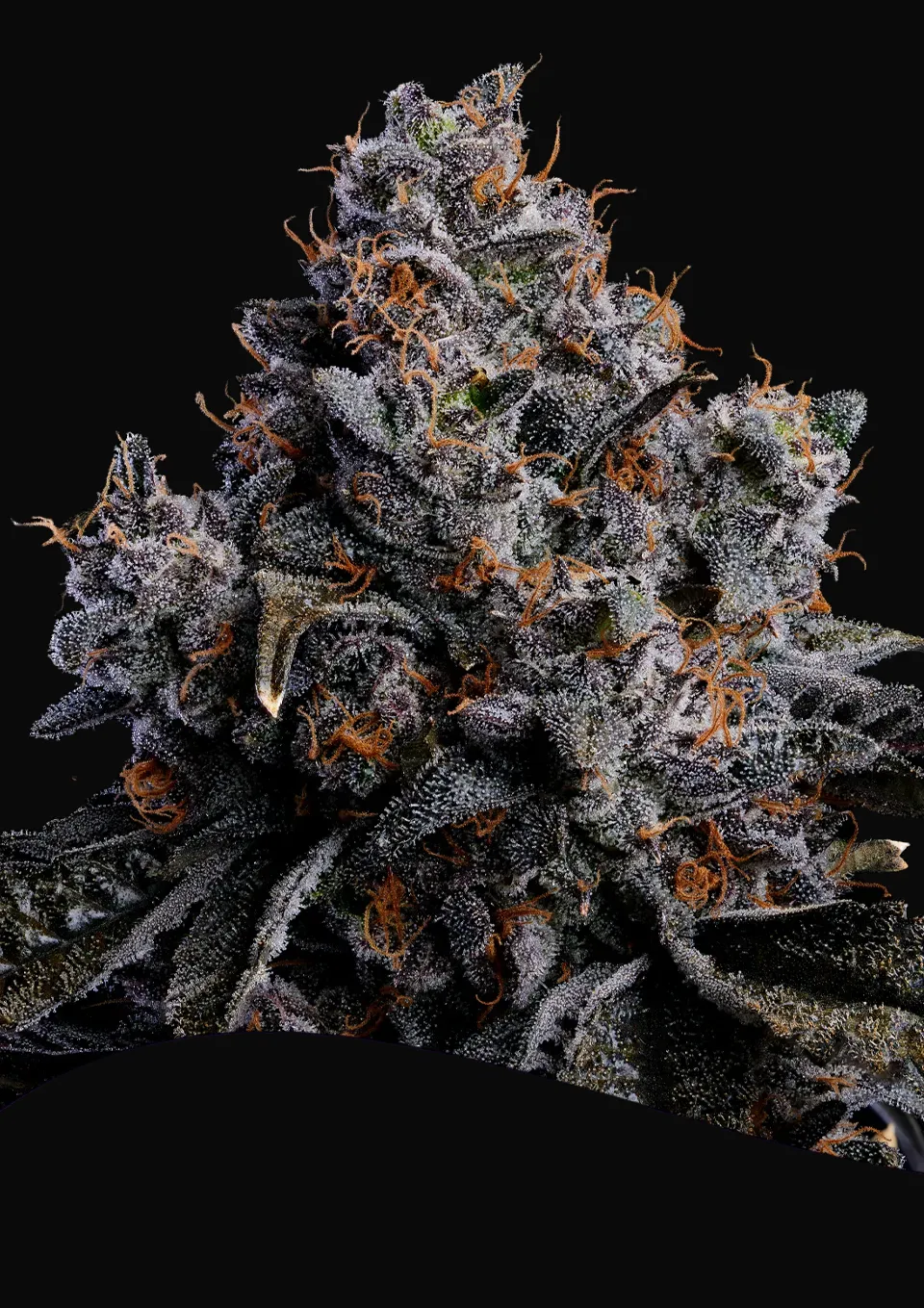 Grape Pop Rocks Auto