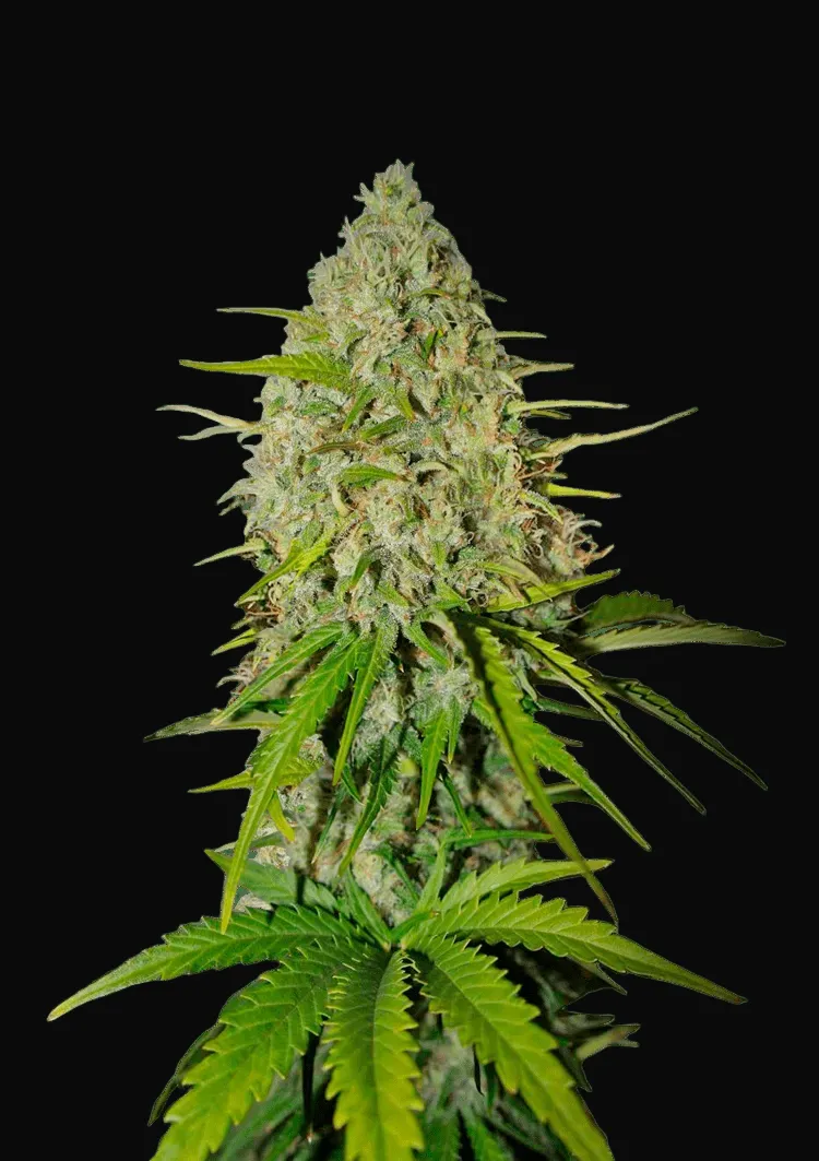 Grapefruit Auto
