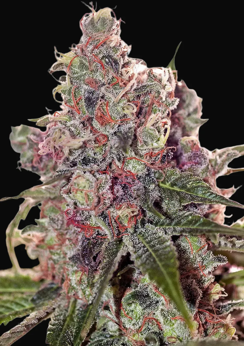 Grapefruit