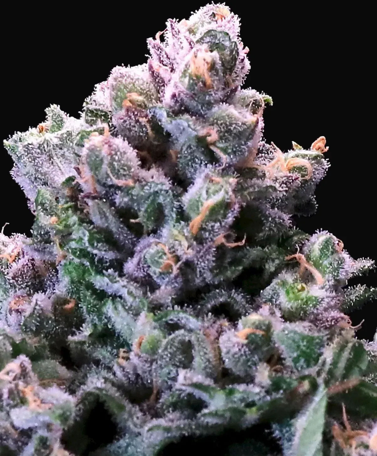 Grapes & Cream Fast