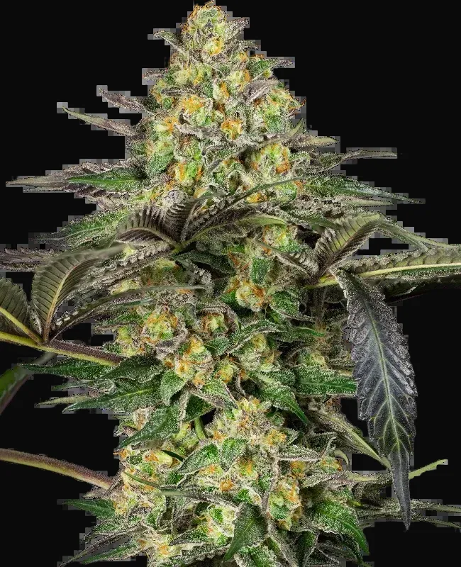 Grapevine Candy Feminized