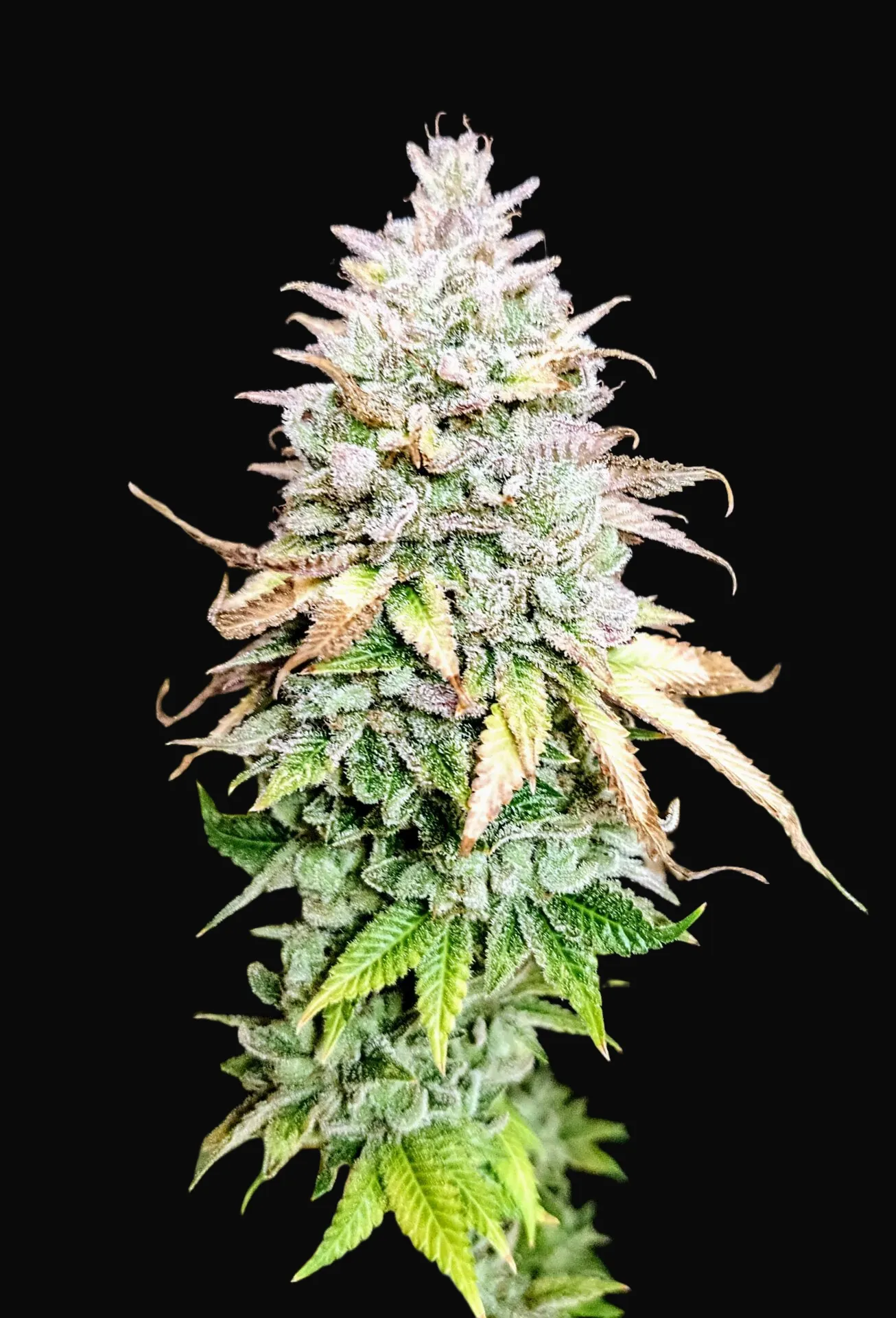 Grateful End OG