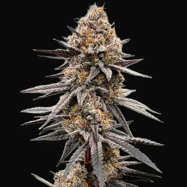 Gravity Berry F1
