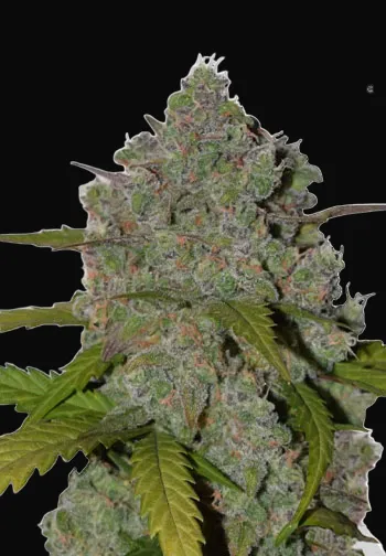 Green Crack Auto