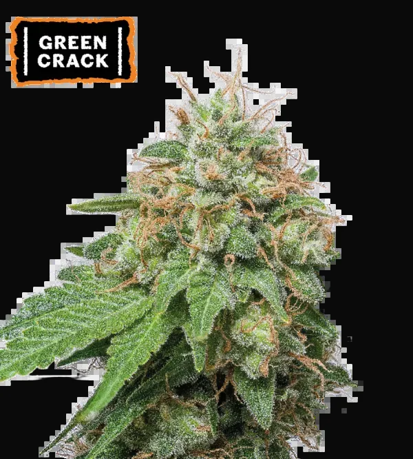 Green Crack Auto