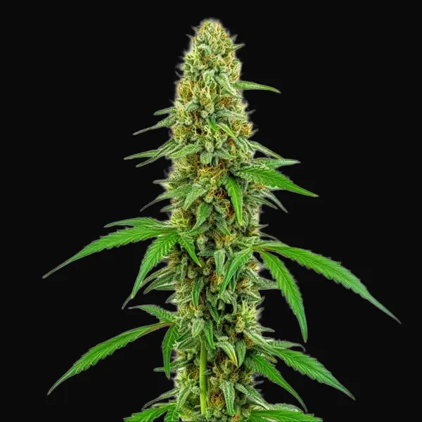 Green Crack