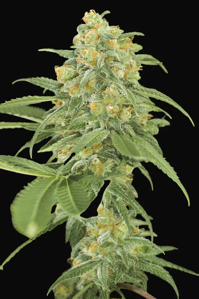 Green Crack
