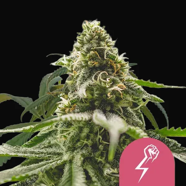 Green Crack Punch