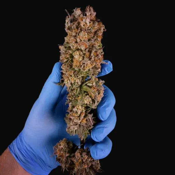 Green Crack Punch