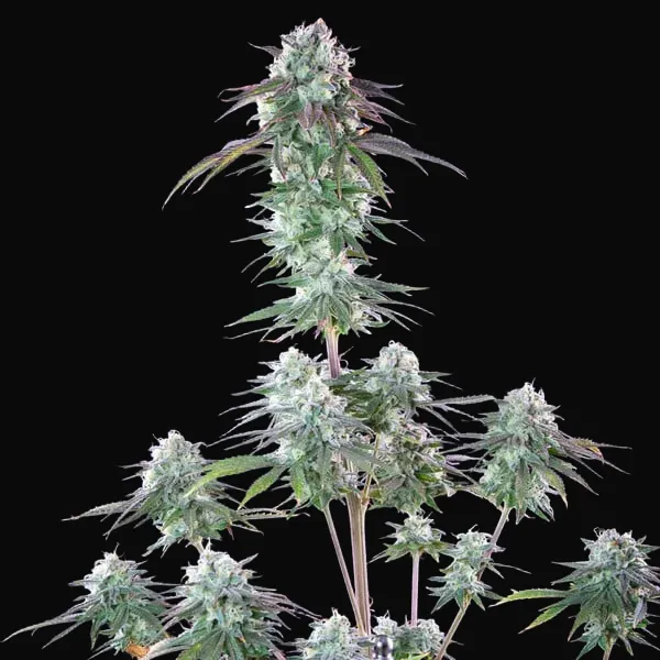 Green Crack Punch