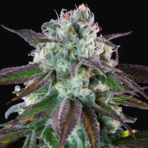 Green Crack Punch