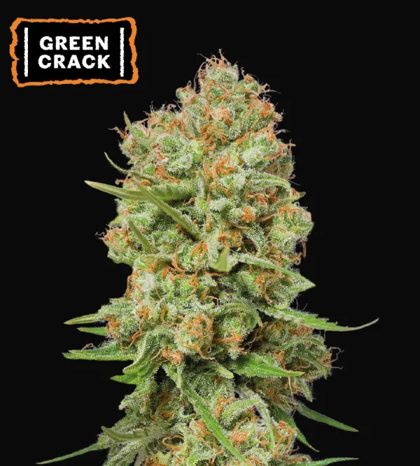 Green Crack