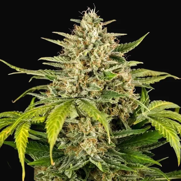 Green Gelato Auto