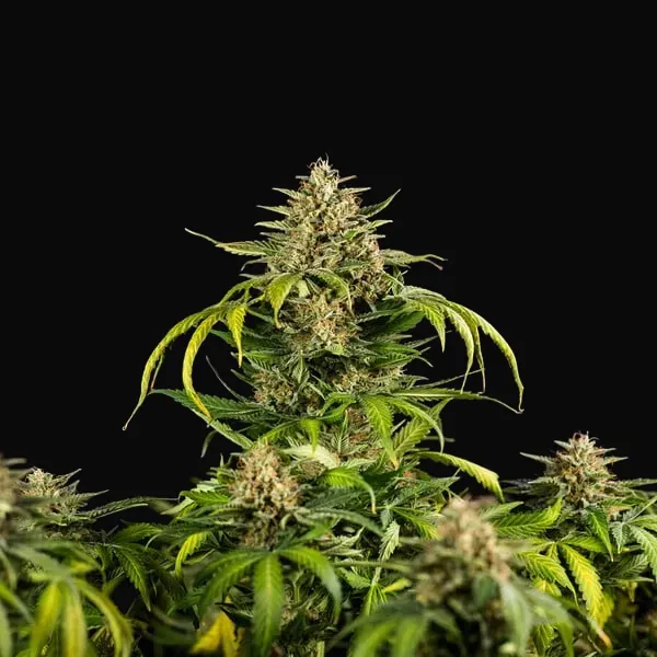 Green Gelato Auto
