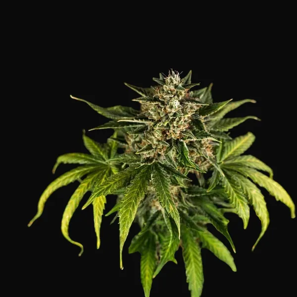 Green Gelato Auto