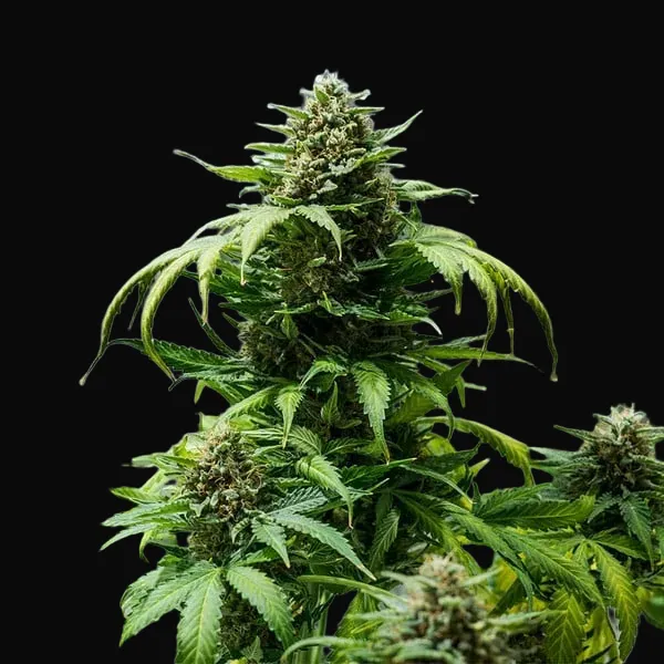 Green Gelato Auto