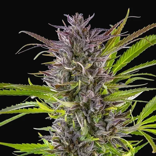 Green Gelato