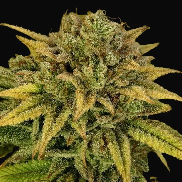 Green Gelato