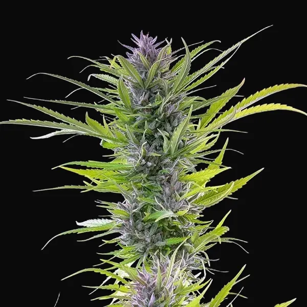 Green Gelato