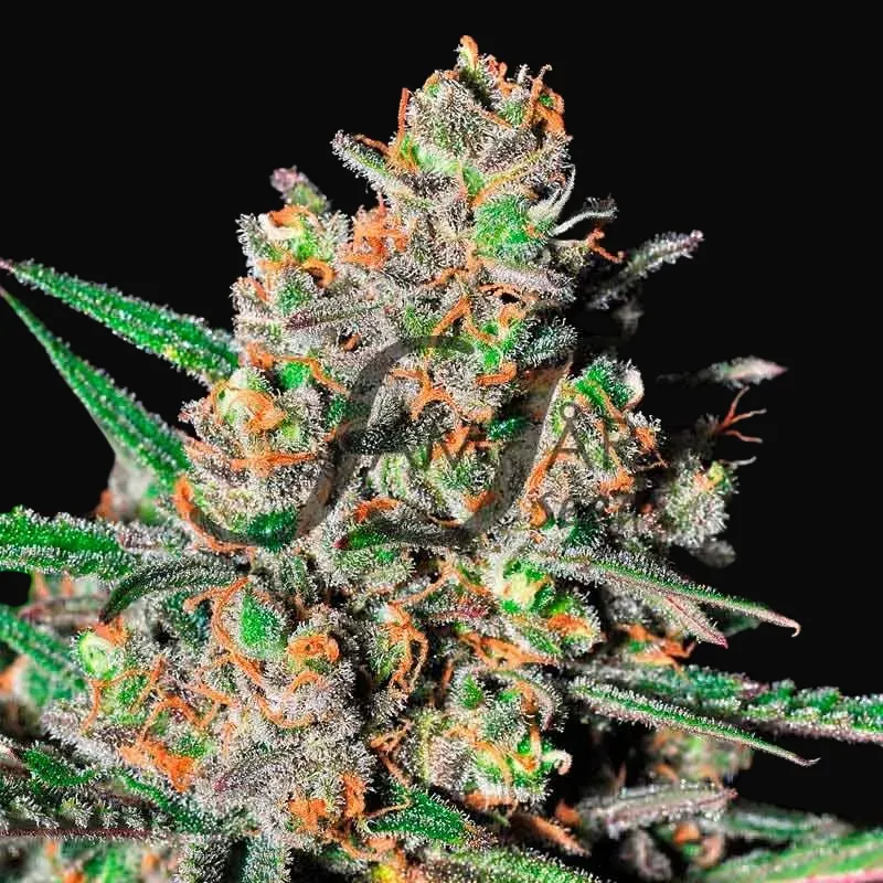 Green Love Potion