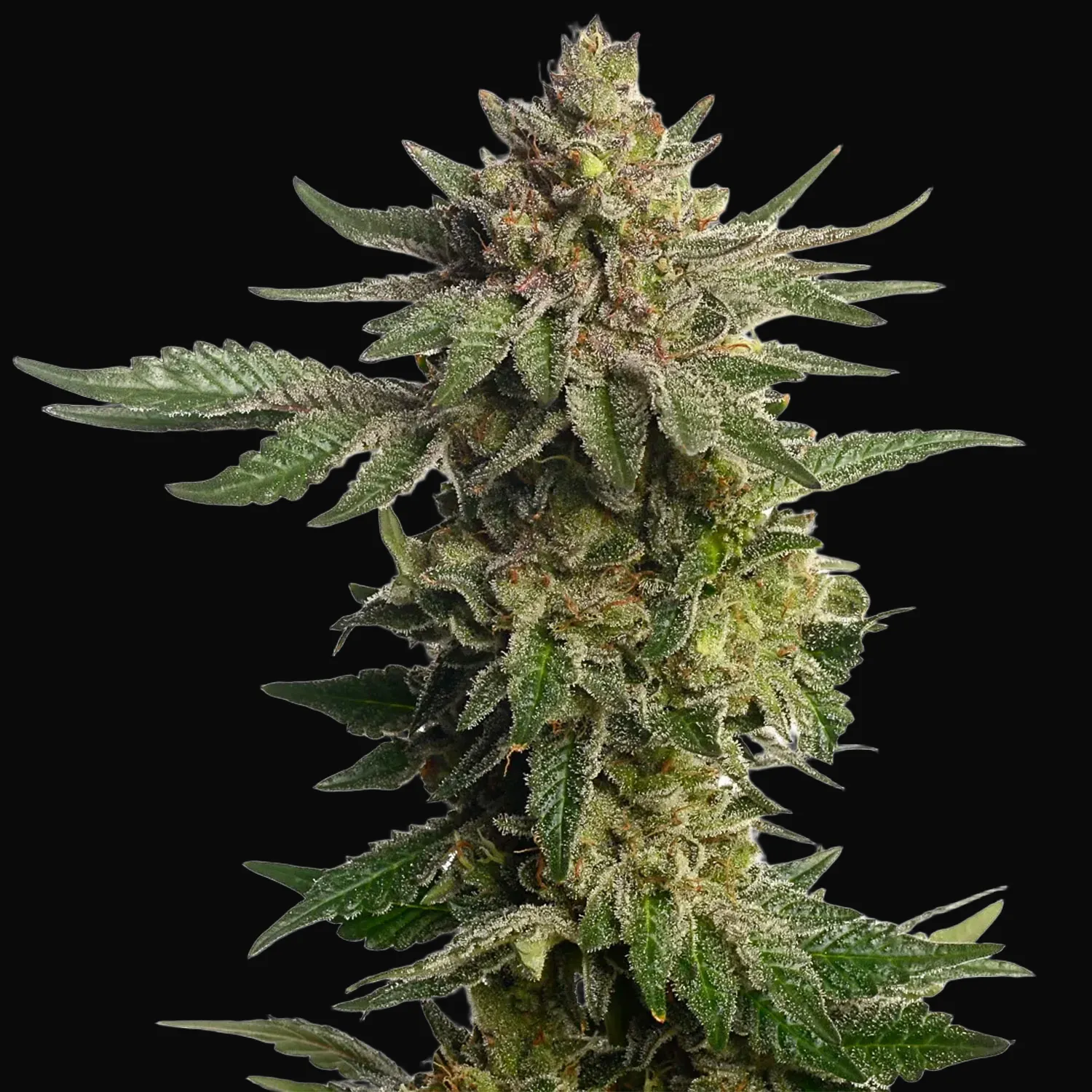 Green Magic