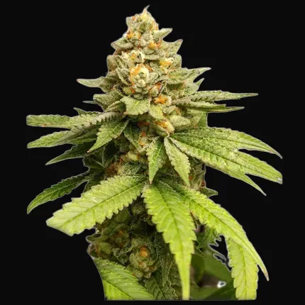 Green Papaya