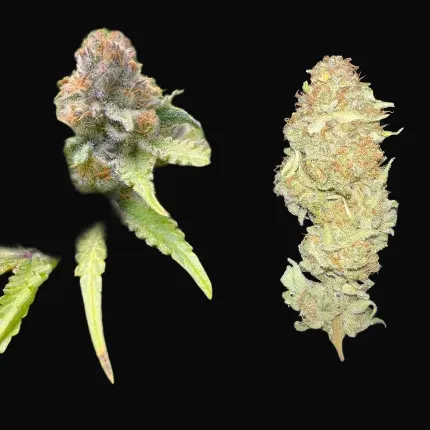 Green Papaya