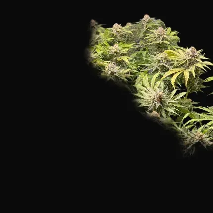 Green Papaya