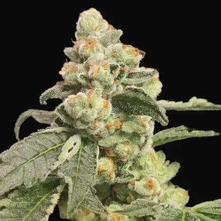 Green Papaya