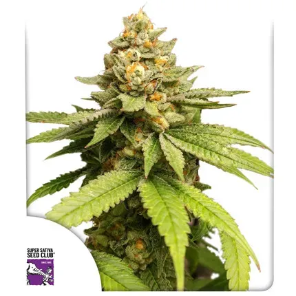 Green Papaya