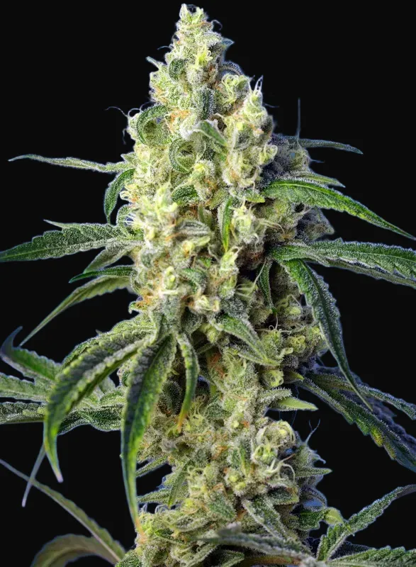 Green Poison CBD